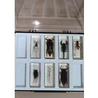 Коллекция Настоящие насекомые.