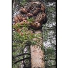 Березовый сувель.