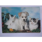 Календарик 1996 г. Крольчонок, щенок и котенок.