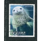 Япония. Фауна. Ларга, пестрая нерпа