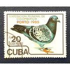 Куба.1985.Птицы - голубь, выставка голубей "Порто-85" (1 марка)