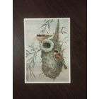 Сумчатые синицы.