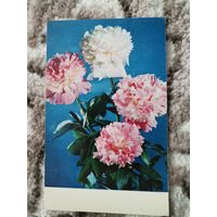 Открытка СССР 1970