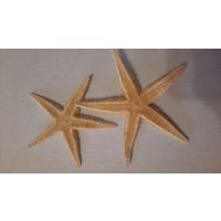 Морская звезда