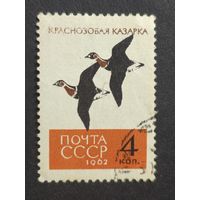 1962 СССР. Птицы