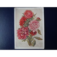 Астры.  1960 г.