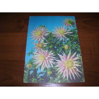 Цветы Георгины 1977 год чистая