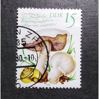 Марка ГДР 1980 год Грибы
