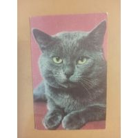 Календарь 1990 кошки/6