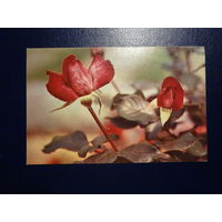 Поздравляю!  Розы.  1976 г.  подписанная.