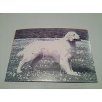 Карточка 2003 собаки