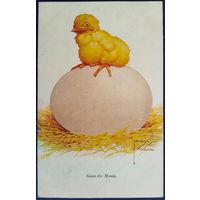 Весь в маму. Лоусон Вуд. Германия. Венгерская почта. Начало 20-го века.