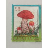 Грибы и ягоды - Подосиновик красный (Leccinum Aurantiacum)