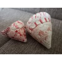 Ракушки Трохус, Филиппины.  Цена за две.