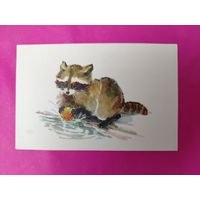 Маленький енот. Чистая. 1968 года. Гамбургер. *350.