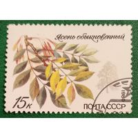 СССР 1980. Ясень обыкновенный
