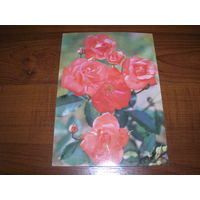 Цветы Роза 1983 год чистая