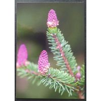 Беларусь 2021 открытка цветы ели.