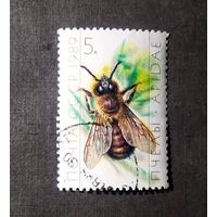 Марка СССР 1989 год Пчела