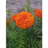 Семена бархатцев