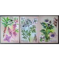 Беларусь 2026 КМ ядовитые растения.