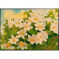 8 Сакавіка. Белорусь. 2017 г.