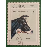 Куба 1973. Фауна. Домашний скот. Holstein