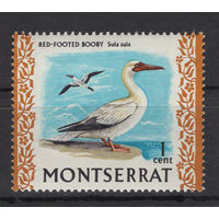 Монтсеррат 1970** Фауна Птицы SG#242