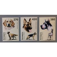 Собаки. Серия, 2003. Беларусь