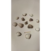 Ракушки морские.