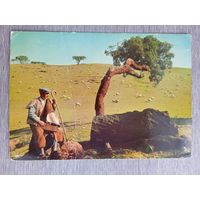 Этнография. Португалия. Пастух. Залом