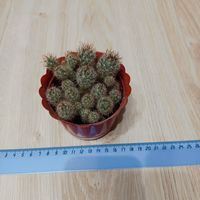 Кактус Маммиллярия