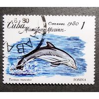 Марка Куба 1980 год Дельфин