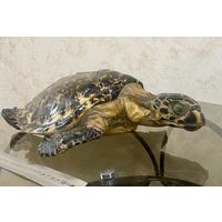 Чучело черепаха морская