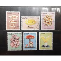 Куба. 1989 год. Флора. Грибы (974)