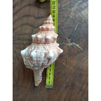 Ракушка "Плеуроплока трапезиум" большая морская.