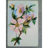1949. Коротков. Цветы. Госгеолиздат