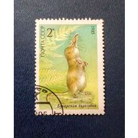 Бухарская бурозубка