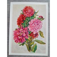 1954. Морозова. Астры