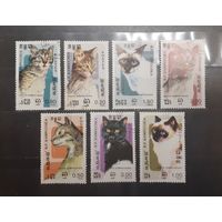 Камбоджа. Фауна. Кошки (742)