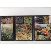 Ваш приусадебный участок. Лекарственные растения. Комплект 18 открыток. 1988