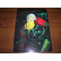 Цветы Розы Болгария чистая