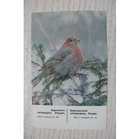 Календарик, 1988, Березинский заповедник. Птицы (снегирь).