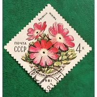 СССР 1981. Первоцвет маленький