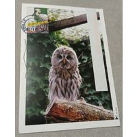 Посткроссинг. Открытка из Нидерландов: неясыть  (10х15). Прошла почту. Художественные марки, чёткий штемпель.