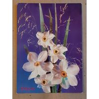 Чистая Открытка 8 Марта Дергилев 1990 г.