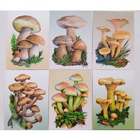 Грибы и их двойники, съедобные и несъедобные. Набор открыток