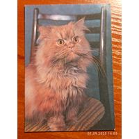 Календарик 1993 Кошка