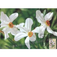 Картмаксимум "Нарцисы"