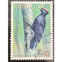 Япония. Фауна. Дятел. Dryocopus martius